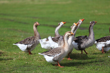 Geese graze on a green meadow. A flock of domestic geese walks one after another across the field.