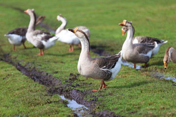 Geese graze on a green meadow. A flock of domestic geese walks one after another across the field.