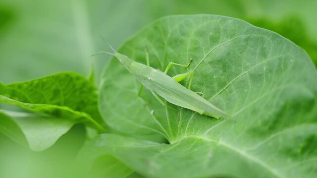 green locust or acrida cinerea of grasshopper on leaf the outdoor.
