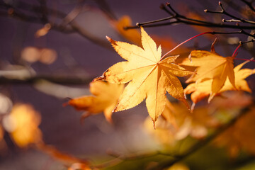 Beautiful maple leaves on the tree in autumn season.