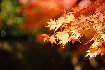 Beautiful maple leaves on the tree in autumn season.