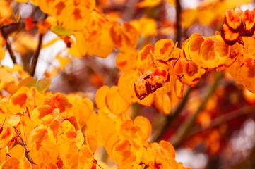Orange coloured autumn leaves 