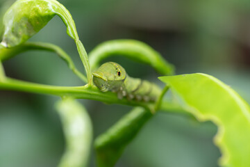 葉っぱの上にいる蝶の幼虫