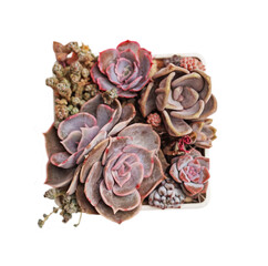 Obraz premium Succulent garden propagation. Echeveria flower rosette top view on white background