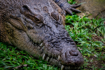 Closeup of crocodile in the water