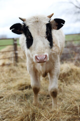 A young cow is standing in a field of hay. The cow is black and white and has a black nose