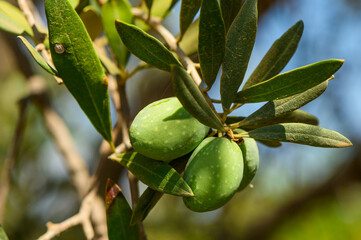 Ripe green olives hanging from branches of an olive tree as the sun sets, casting a warm glow on the scene 2