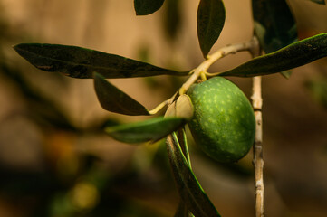 Ripe green olives hanging from branches of an olive tree as the sun sets, casting a warm glow on the scene 1