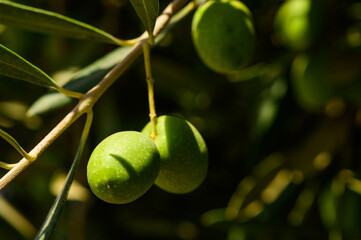 Ripe green olives hanging from branches of an olive tree as the sun sets, casting a warm glow on the scene 3