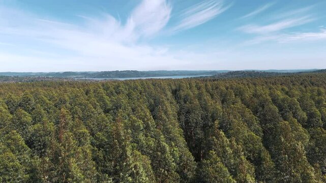 A low-flying drone captures a sweeping view over a eucalyptus forest in Misiones, Argentina, with the Paran&aacute; River, which divides Argentina and Paraguay, visible in the background.