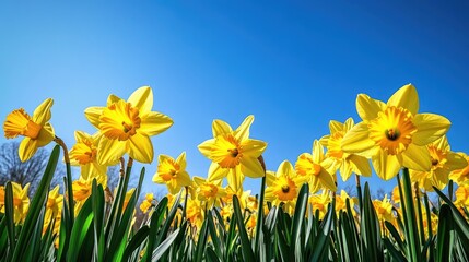 Obraz premium A field of blooming daffodils with bright yellow petals against a clear blue sky, capturing the essence of springtime freshness
