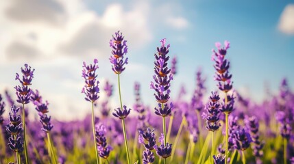 Naklejka premium Blooming lavender fields under a bright spring sky, evoking calm and beauty.