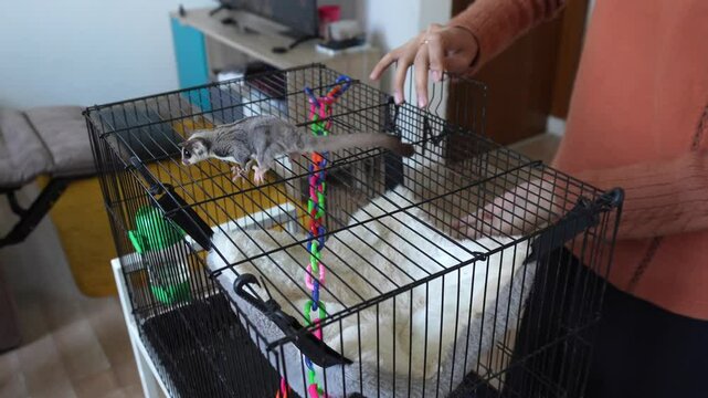 Pet Owner Taking Care Of Sugar Glider And Putting To Soft Hammock
