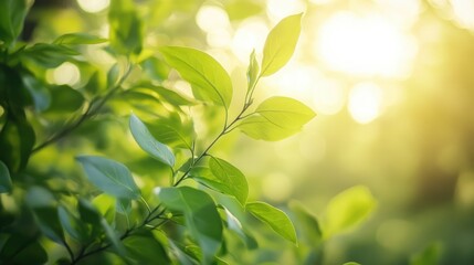 Lush green foliage under springtime sun glow