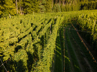 Bavarian Hops fields from top during September harvesting phase