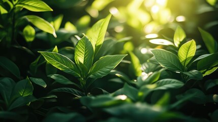 Lush green foliage under springtime sun glow