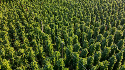 Bavarian Hops fields from top during September harvesting phase