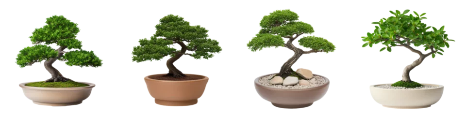  Four beautiful bonsai trees in various pots showcasing intricate designs and lush green foliage for a serene atmosphere. isolated on transparent or white background, png © Thanapipat