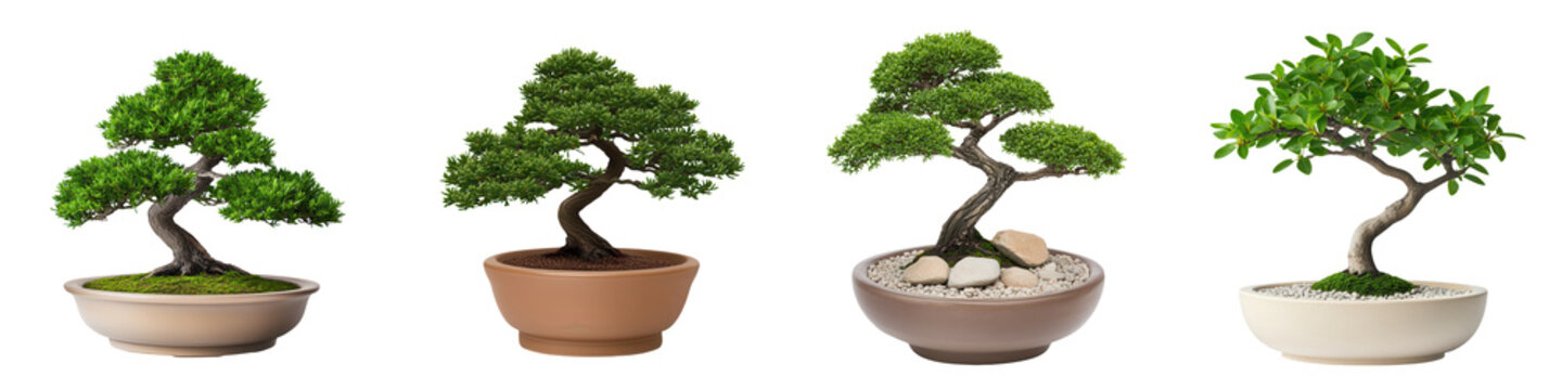 Four beautiful bonsai trees in various pots showcasing intricate designs and lush green foliage for a serene atmosphere. isolated on transparent or white background, png
