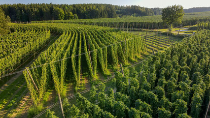 Fototapeta premium Bavarian Hops fields from top during September harvesting phase