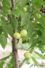 Phyllanthus acidus on tree in farm