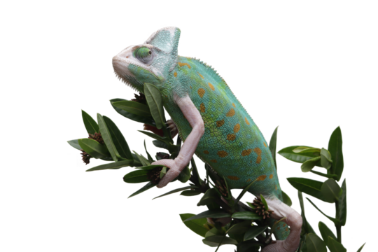 Female Pied veiled chameleon Juvenile on branch with isolated background
