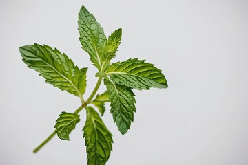 Fresh Green Mint Leaves Floating on a White Canvas with Expansive Depth of Field