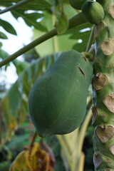 Green papaya hanging on a tree, Unripe papaya plantation on an Asian farm, Growing papaya on an agri farm project