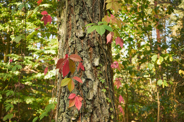 bluszcz,drzewo  © Marcin Łazarczyk