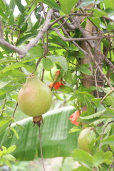 Pomegranate on plant in farm for harvest