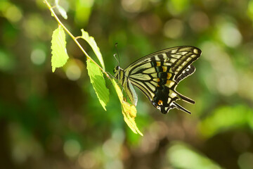 葉に止まるアゲハチョウ