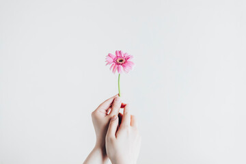 白背景、一輪のガーベラを持つ手