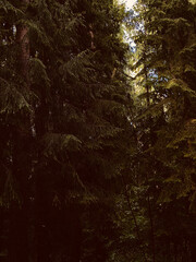 Beautiful pine trees in a coniferous forest. Toned © Sasha