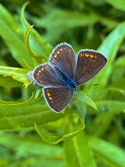 Butterfly on a plant in the garden. Close up