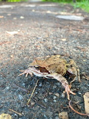 Common green frog (Rana temporaria) on the ground.