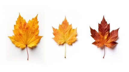 Bright yellow maple leaf showcasing the essence of autumn, isolated against a clean background. Perfect for fall-themed articles or seasonal designs.