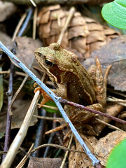 Frog in the forest. Close-up of a frog