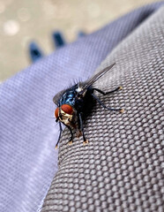 close up of a fly