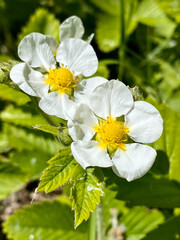 Strawberry flowers - Latin name - Fragaria vesca