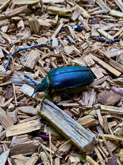 close up view of the cockroach on the ground