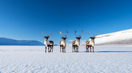 Group of tourists photographing reindeer grazing on a snow-covered plain in a tranquil Arctic landscape 