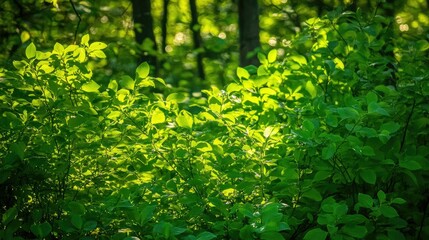 Fototapeta premium Lush green foliage under springtime sun glow