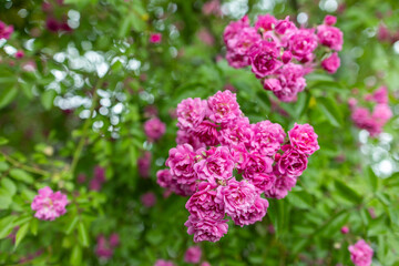 Colorful, beautiful, delicate rose in the garden
