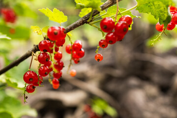 branch of ripe red currant in a garden on green background