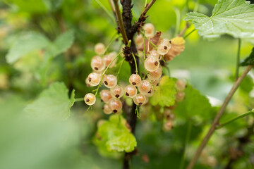 White currant at a branch in the garden close up.