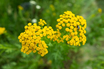 Tanacetum vulgare in natural background. Common Tansy yellow flowers