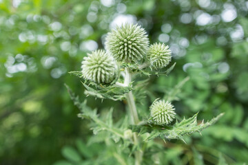 The globe thistle Echinops plant in the early flowering stage close-up