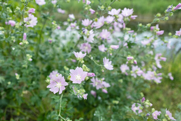 Blooming Malva Thuringiaca plant grows in the meadow