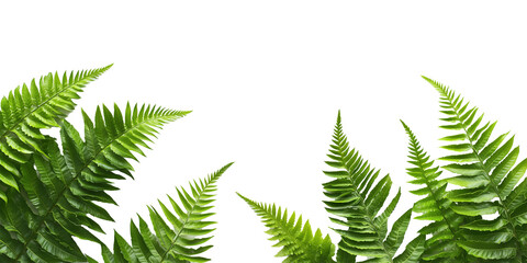 Naklejka premium Green fern leaves isolated on PNG cutout transparent background, showcasing natural greenery and tropical foliage.