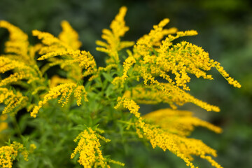 Canadian goldenrod. Solidago canadensis or brendiae is an ornamental perennial herb